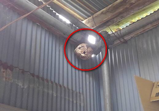 スズメバチ駆除物置小屋